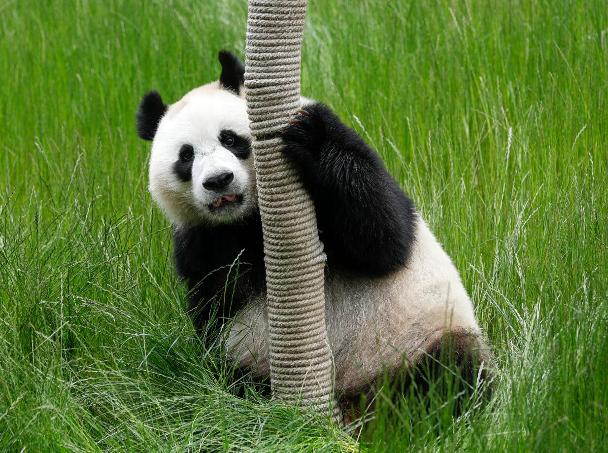 九寨沟勿角自然保护区多次拍到野生大熊猫_相机
